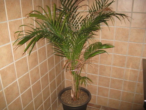 Economy Inn New Orleans Arabi Luaran gambar
